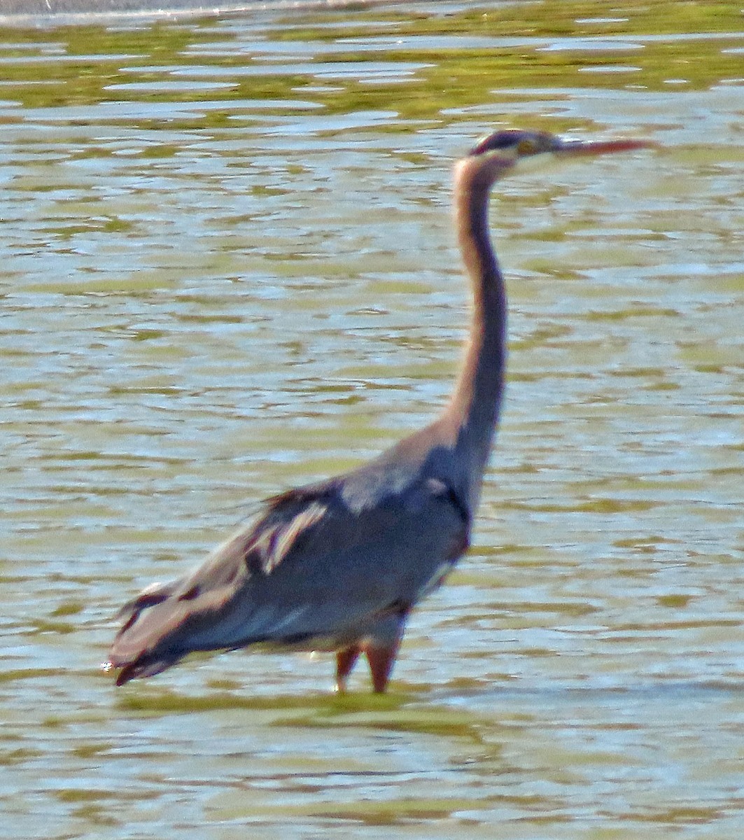 Great Blue Heron - ML380008511