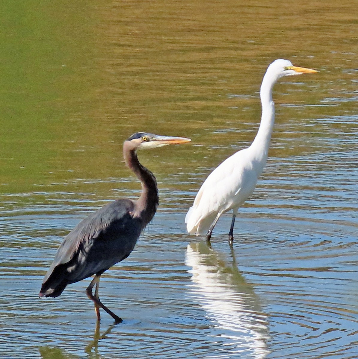 Great Egret - ML380008531