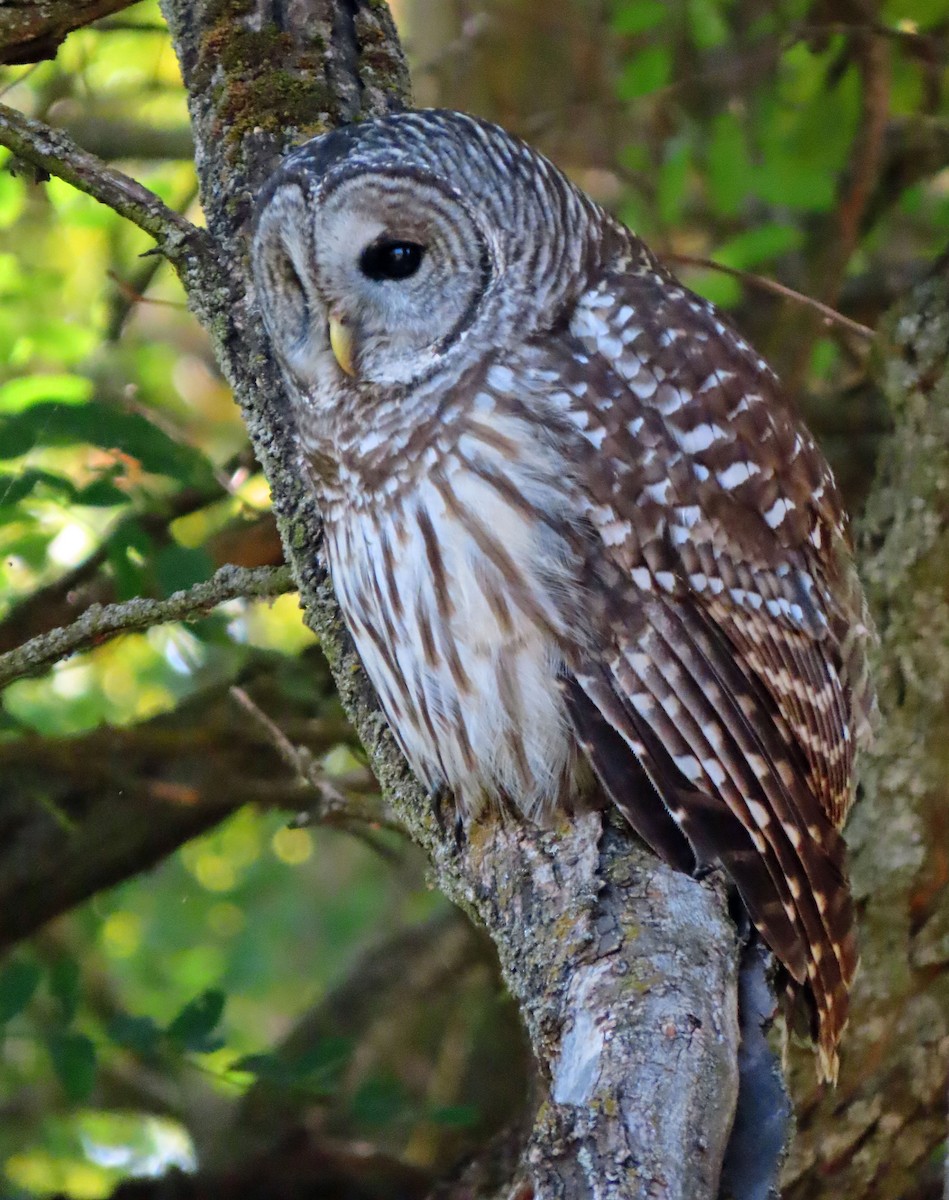 Barred Owl - ML380008691