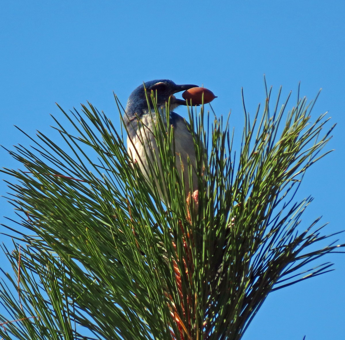 California Scrub-Jay - ML380008851