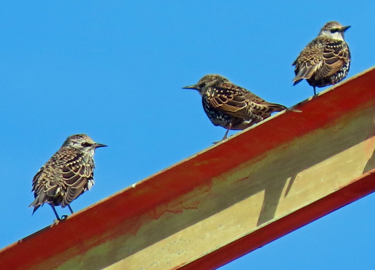 European Starling - ML380008921