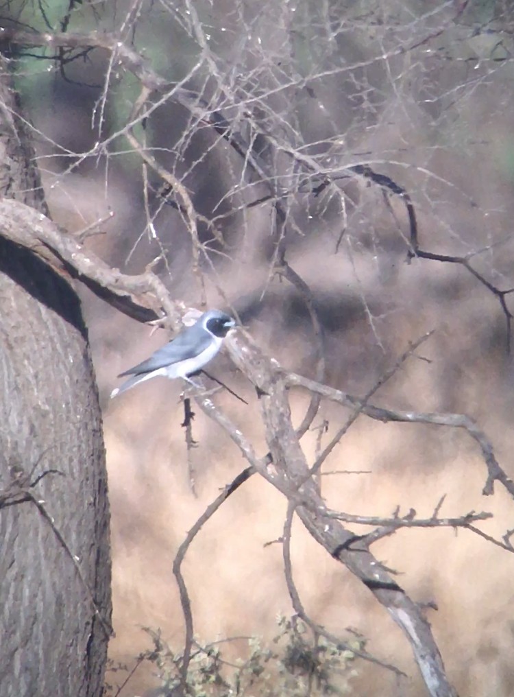 Masked Woodswallow - ML380009231