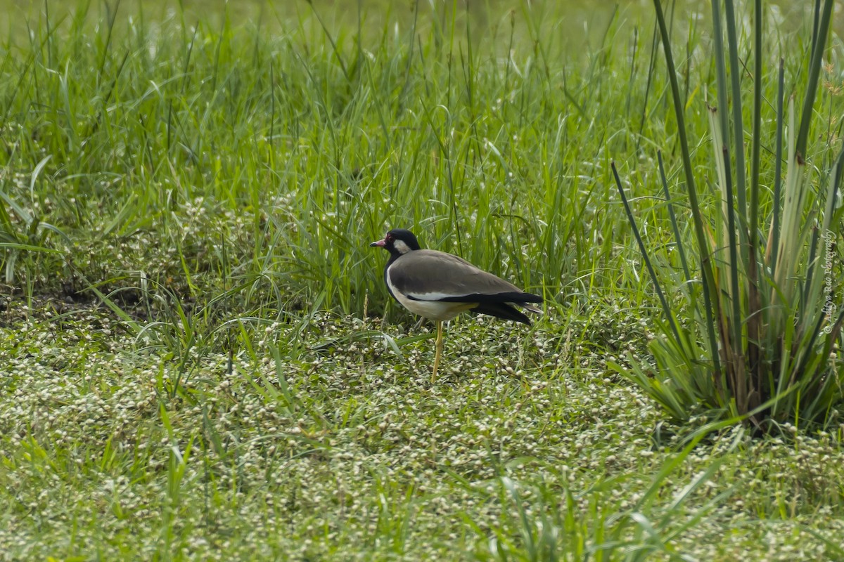 Red-wattled Lapwing - ML380010631