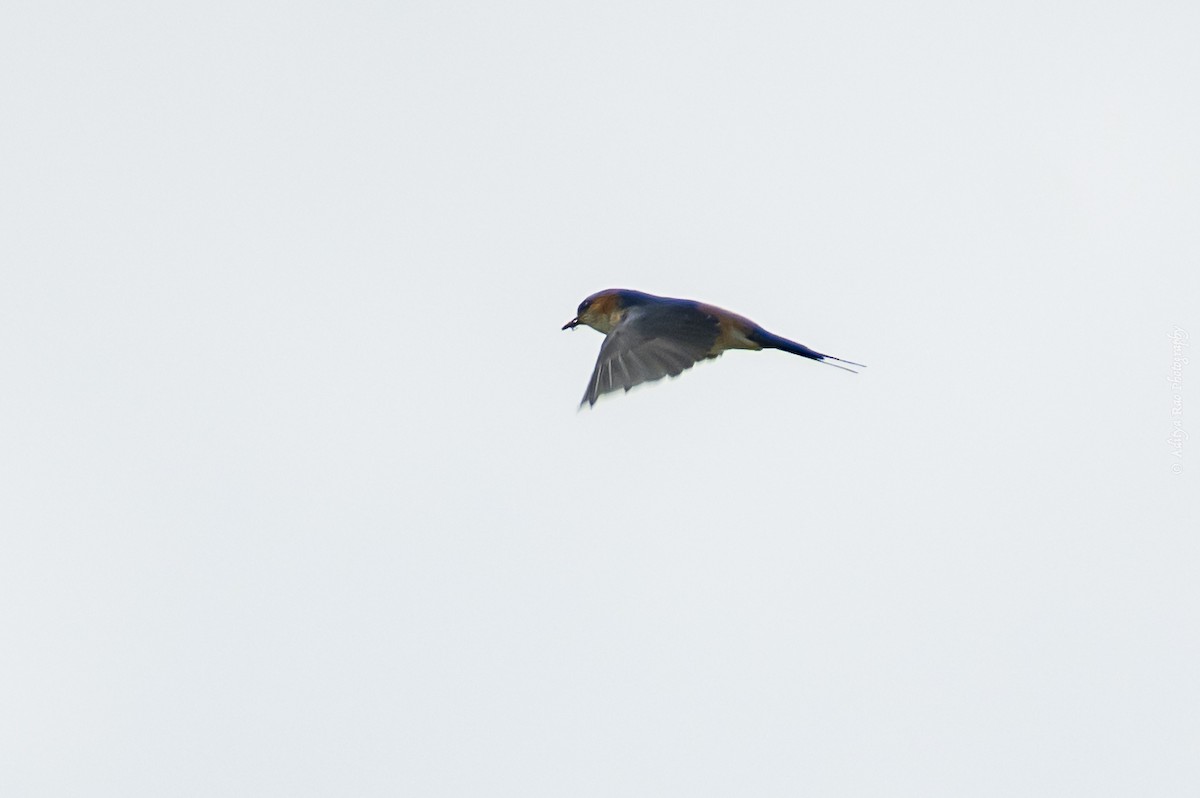 Red-rumped Swallow - ML380011441
