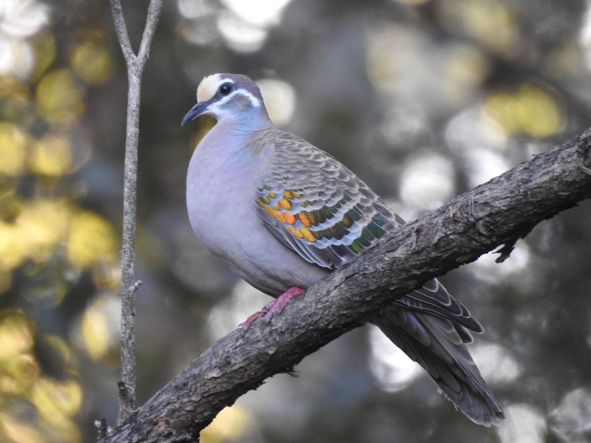 Common Bronzewing - ML380011641