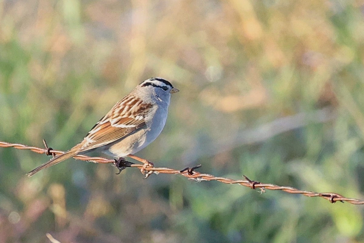 White-crowned Sparrow - ML380012351