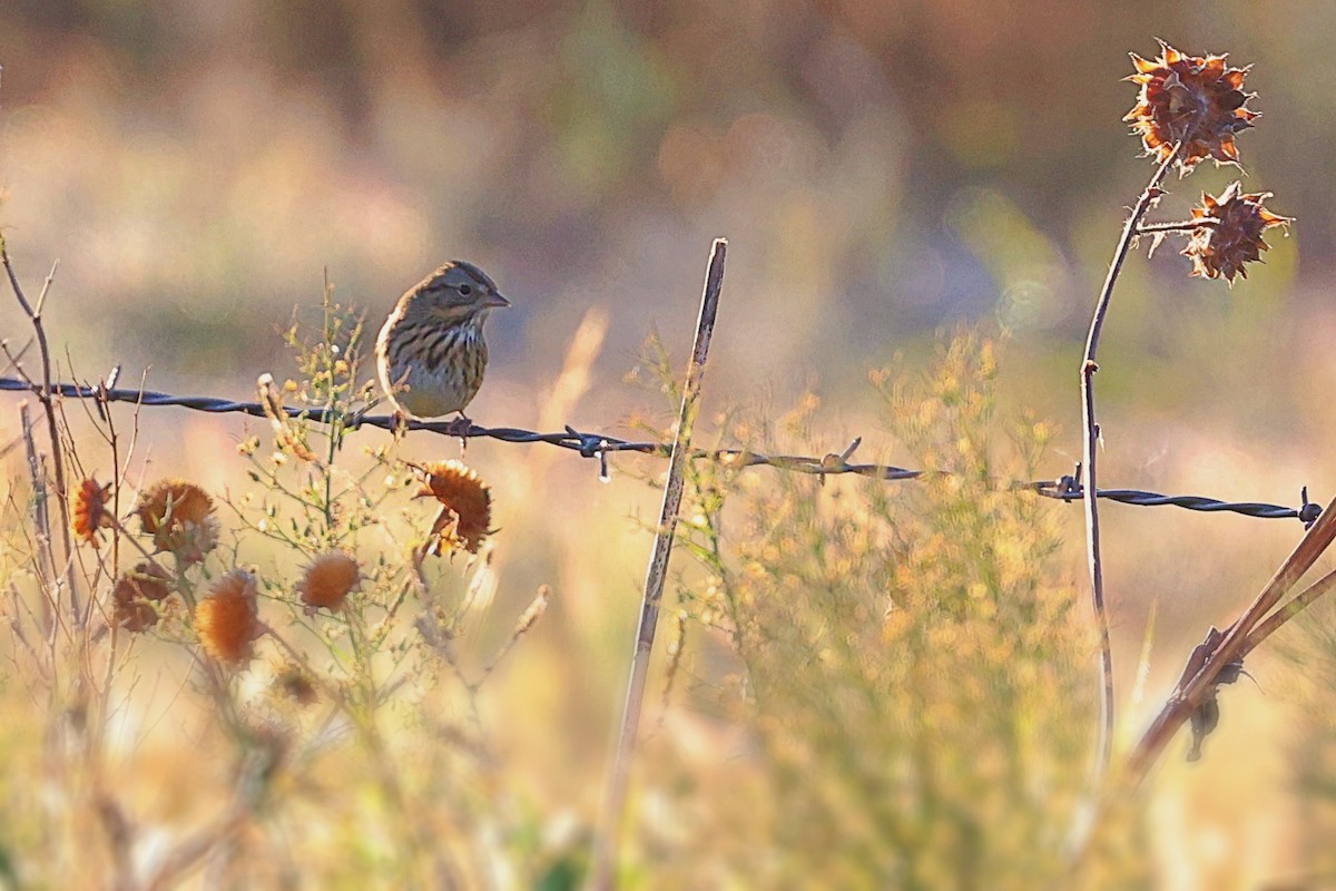 Lincoln's Sparrow - ML380012471