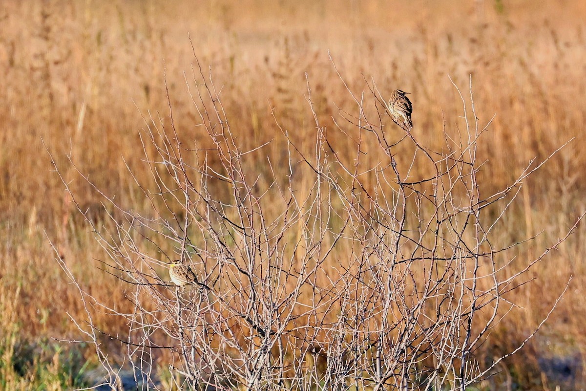 Western Meadowlark - ML380012491