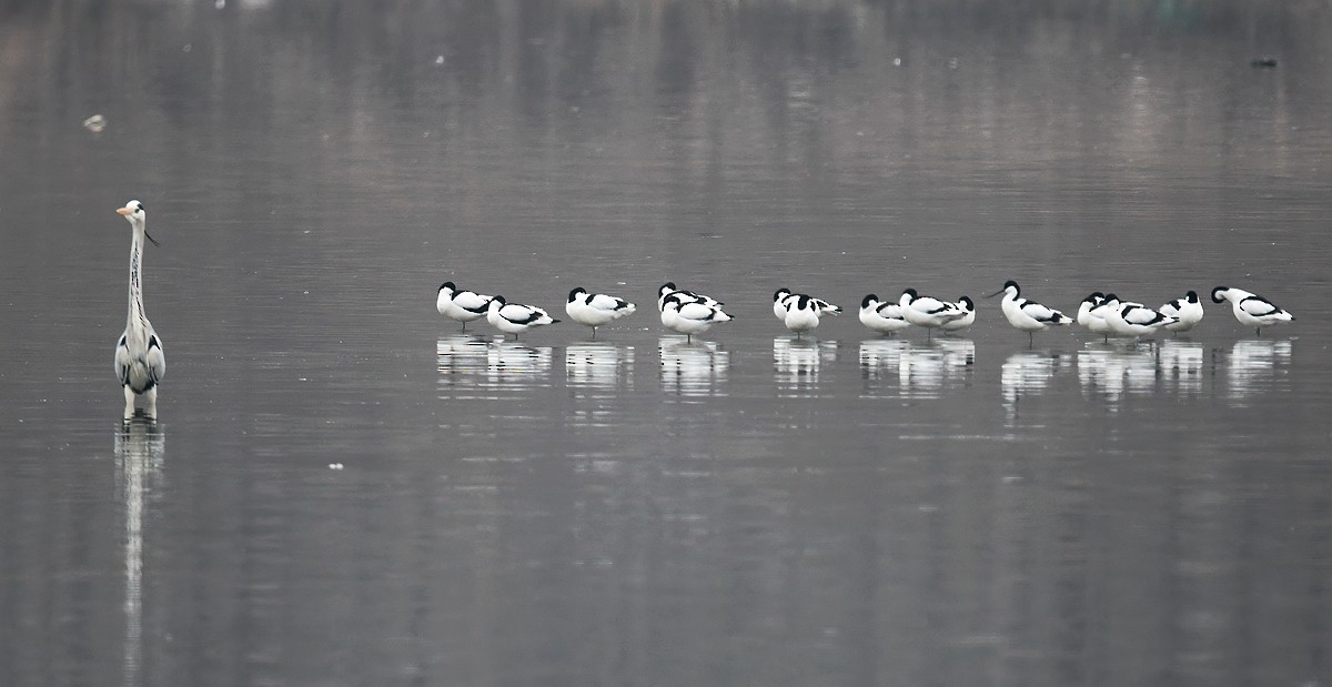 Pied Avocet - ML380012961