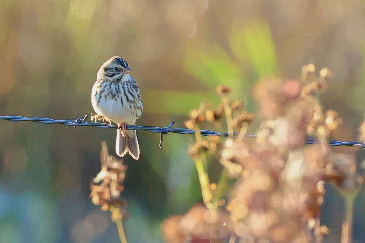 Savannah Sparrow - ML380013681