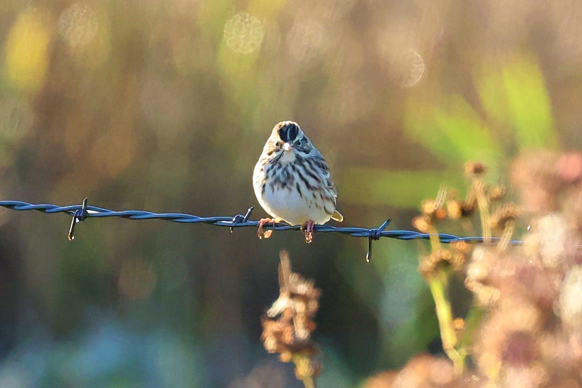 Savannah Sparrow - ML380013691