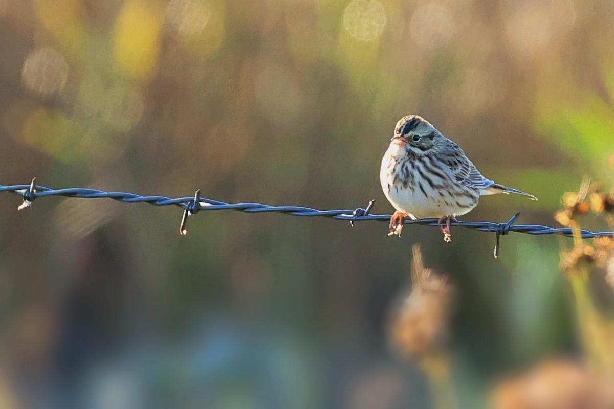 Savannah Sparrow - ML380013711