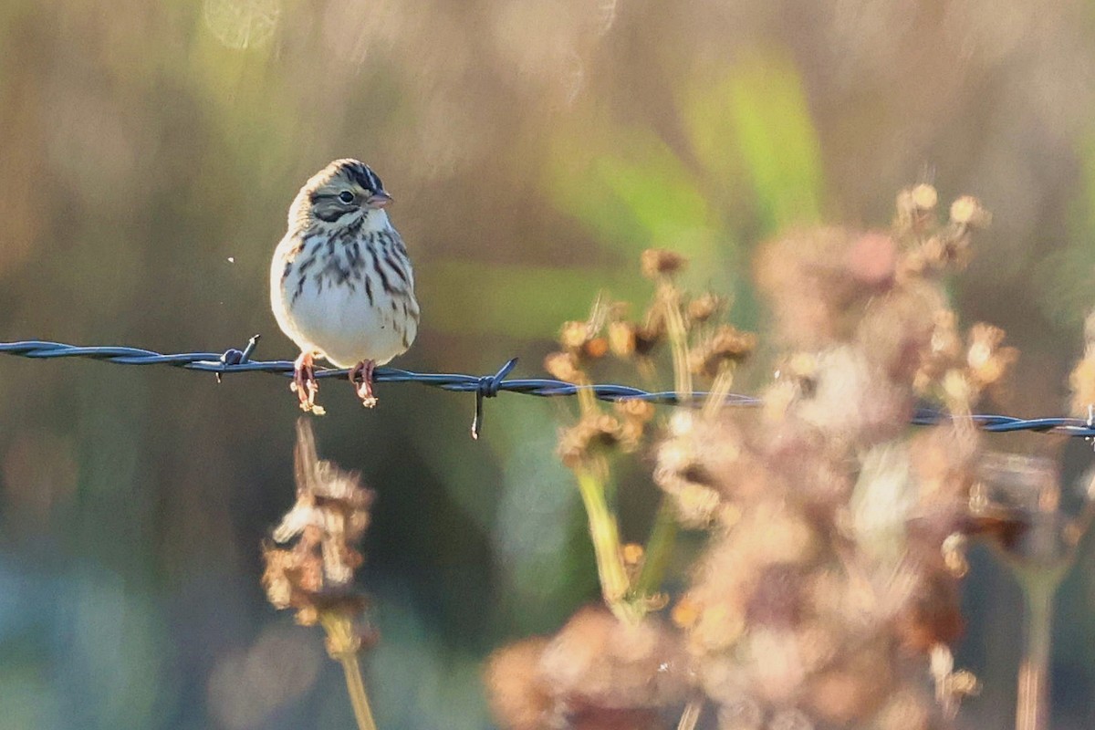 Savannah Sparrow - Anonymous