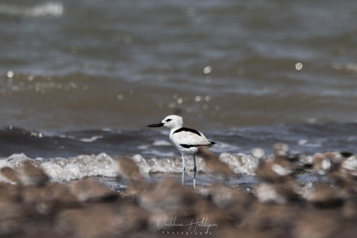 Crab-Plover - ML380014331