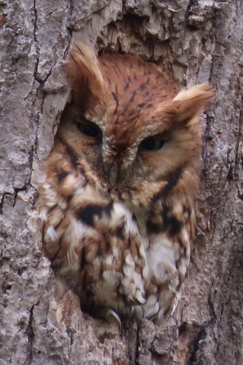 Eastern Screech-Owl - ML380014701