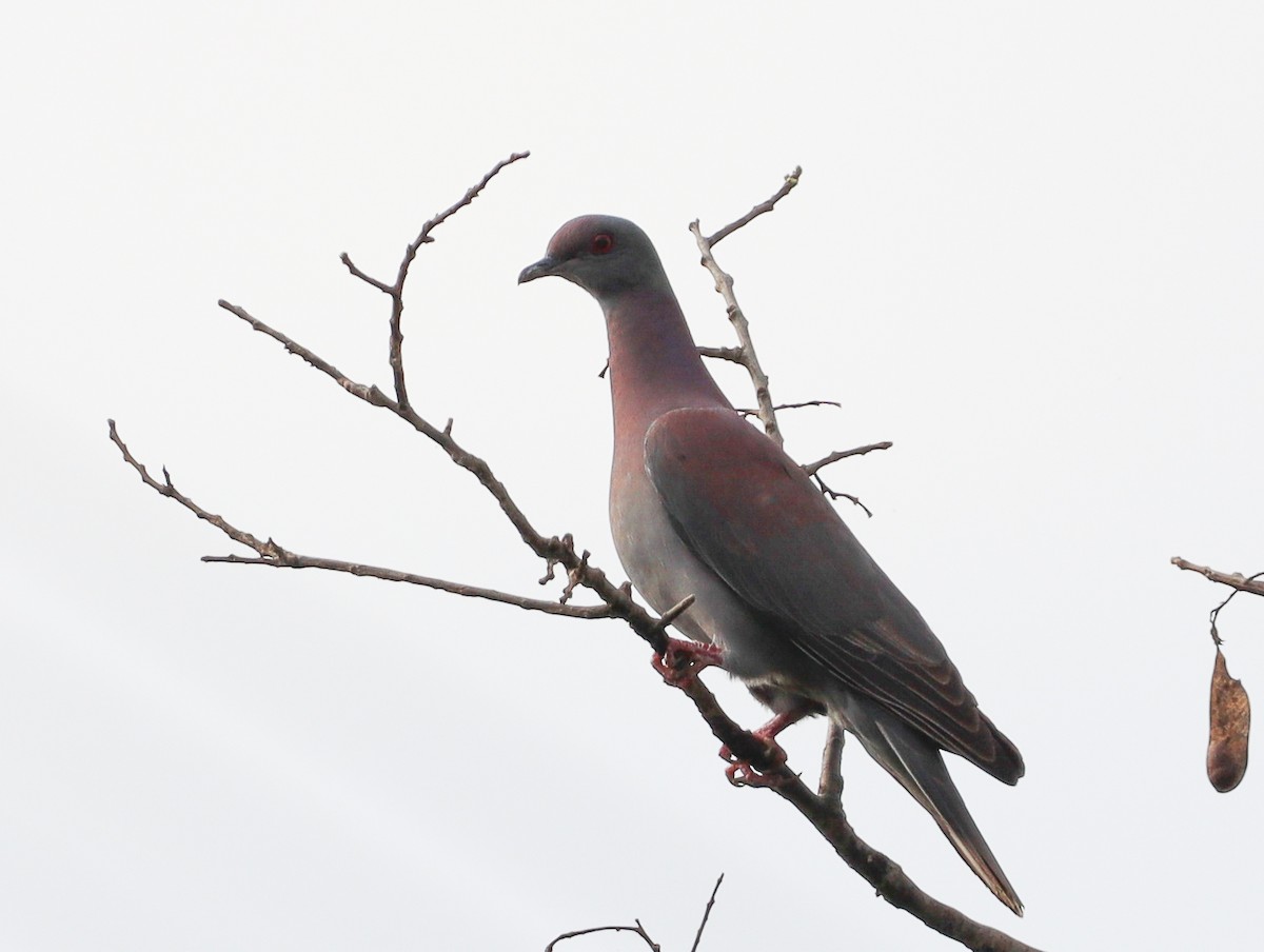 Pigeon rousset - ML380014991