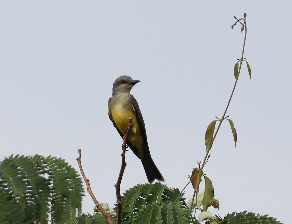 Tropical Kingbird - ML380015211