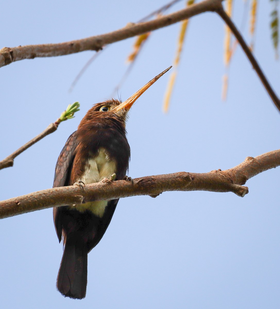 Brown Jacamar - ML380015231