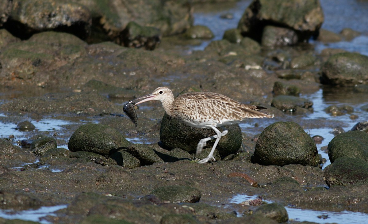 Whimbrel - ML380015381