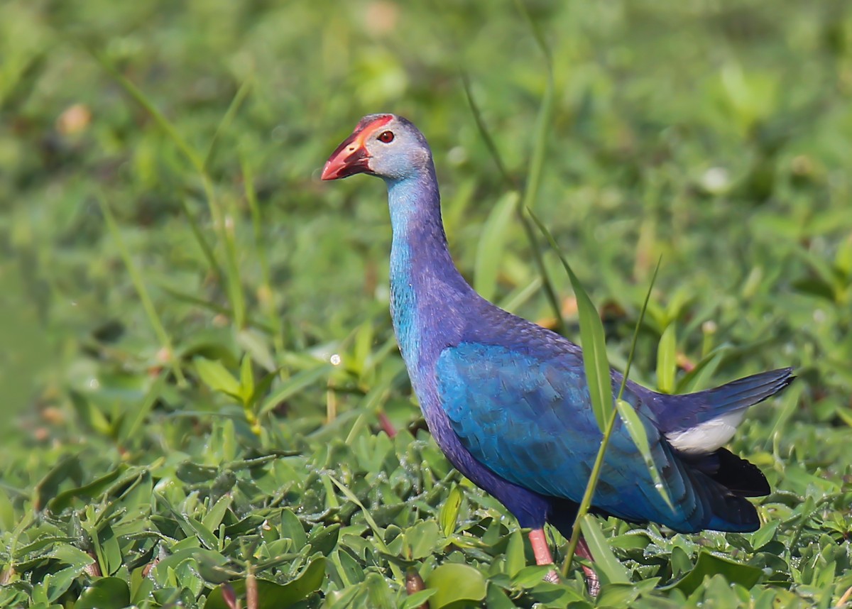 Gray-headed Swamphen - ML380016901