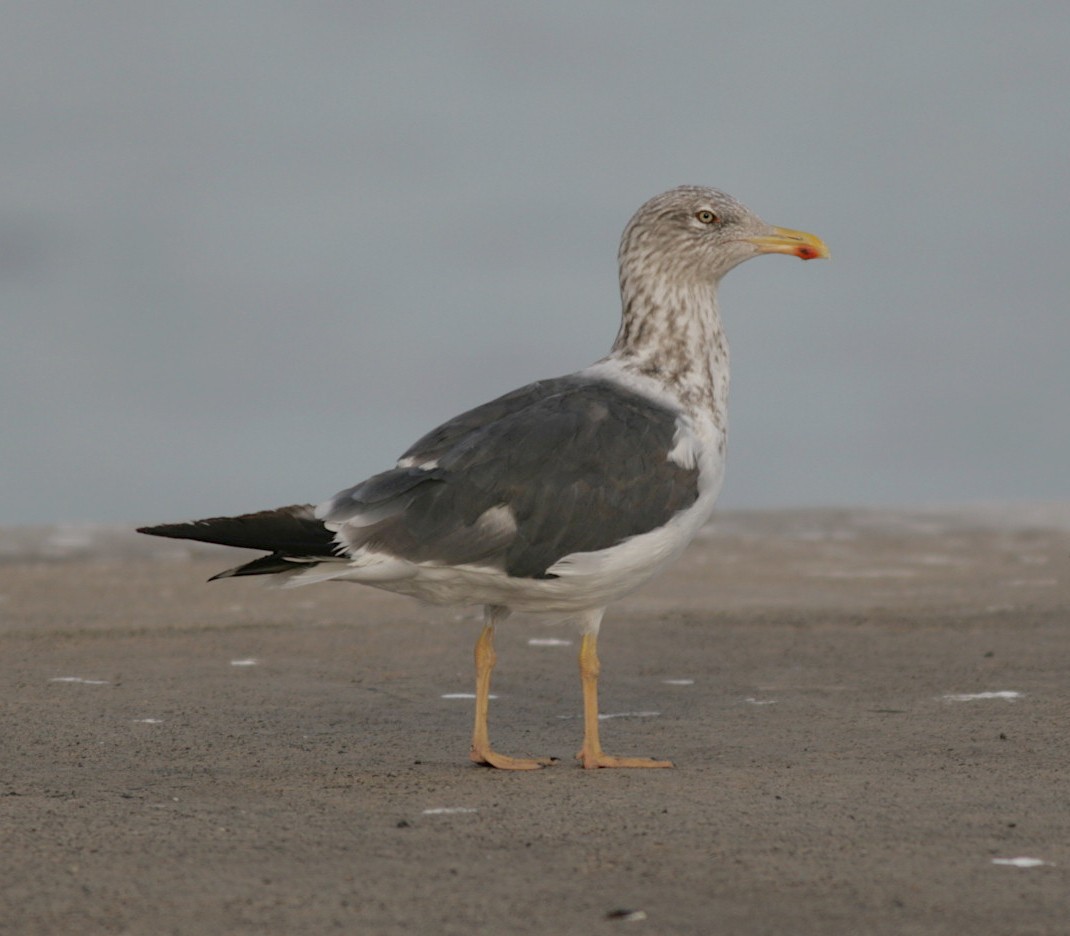 Lesser Black-backed Gull - Xabier Remirez