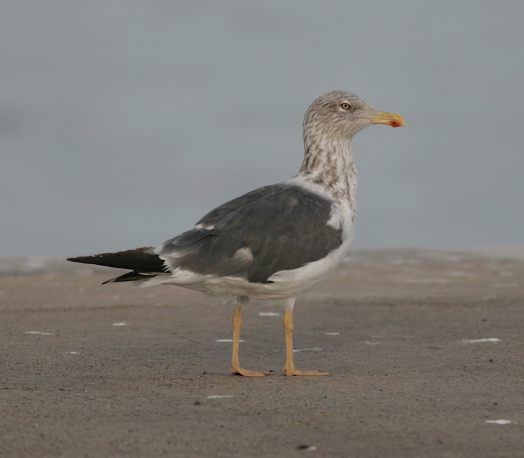 Gaviota Sombría - ML380017101