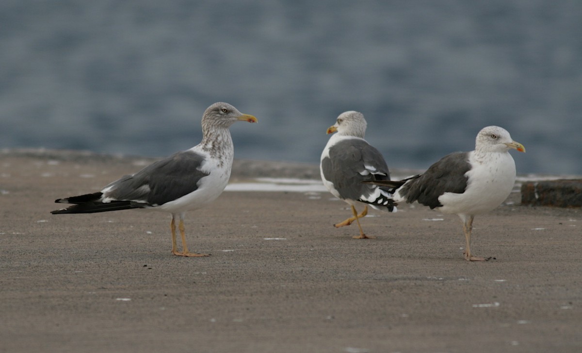 Lesser Black-backed Gull - Xabier Remirez