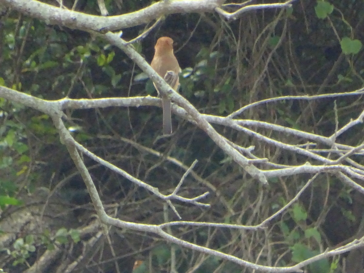 Bull-headed Shrike - Chao-Ju Su