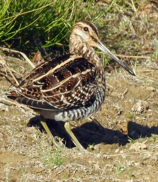 Wilson's Snipe - ML38001721