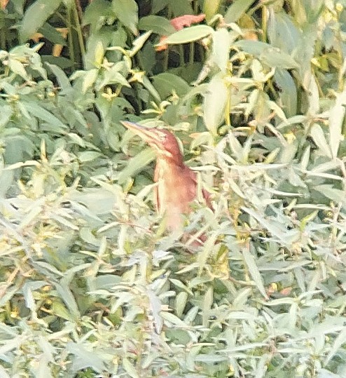 Cinnamon Bittern - ML380017401