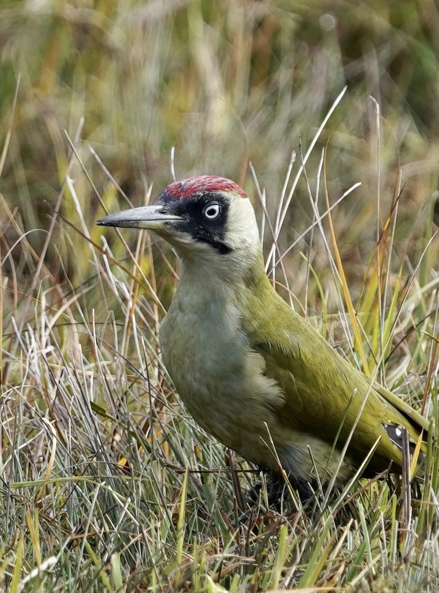 Eurasian Green Woodpecker - ML380018511
