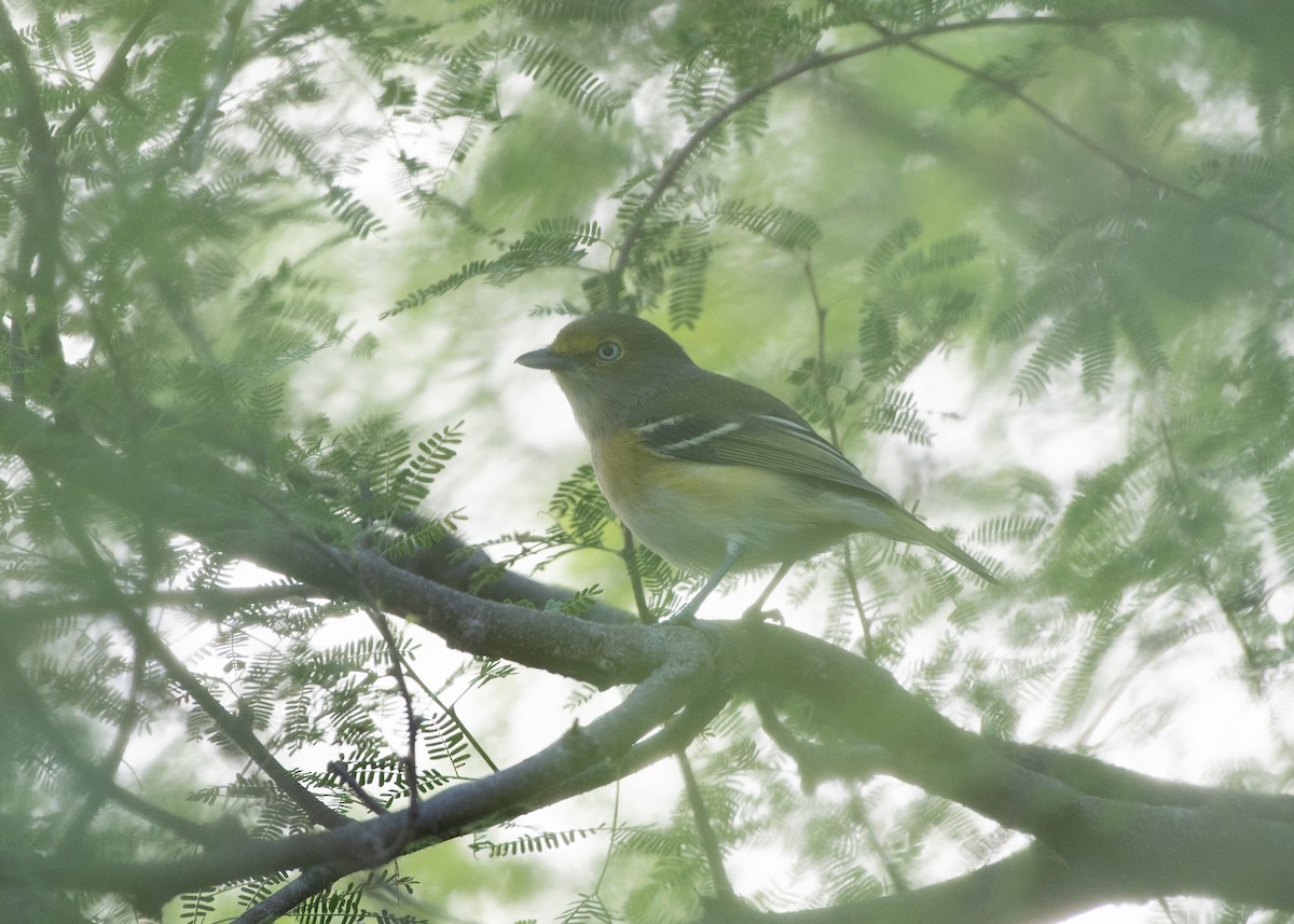 Vireo Ojiblanco - ML380024511