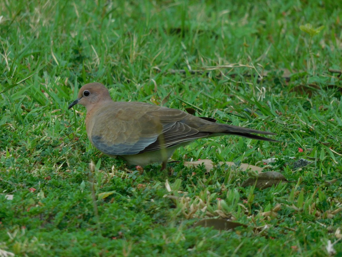 Laughing Dove - ML380024901