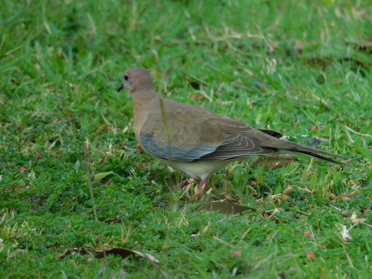 Laughing Dove - ML380024911