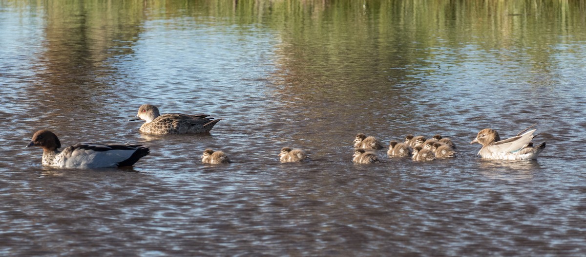 Maned Duck - ML38002551