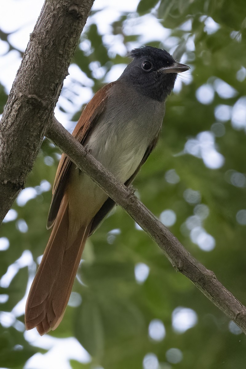 Amur Paradise-Flycatcher - ML380026741