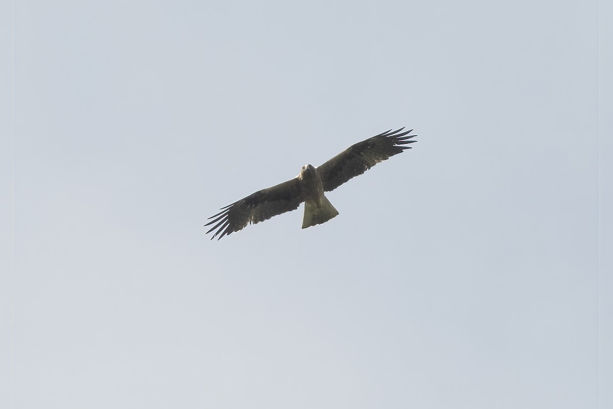 Booted Eagle - ML380026811