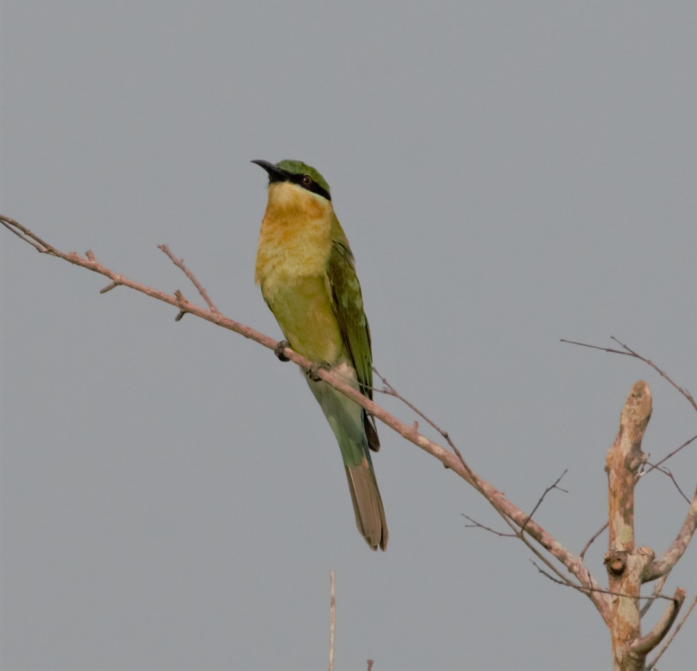 Blue-tailed Bee-eater - ML380027491