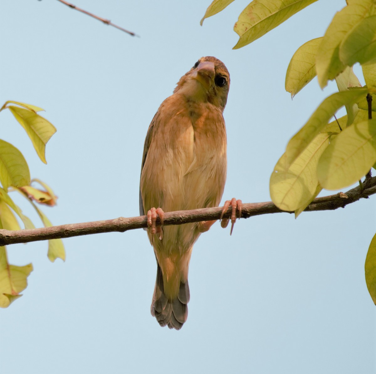 Baya Weaver - ML380027631