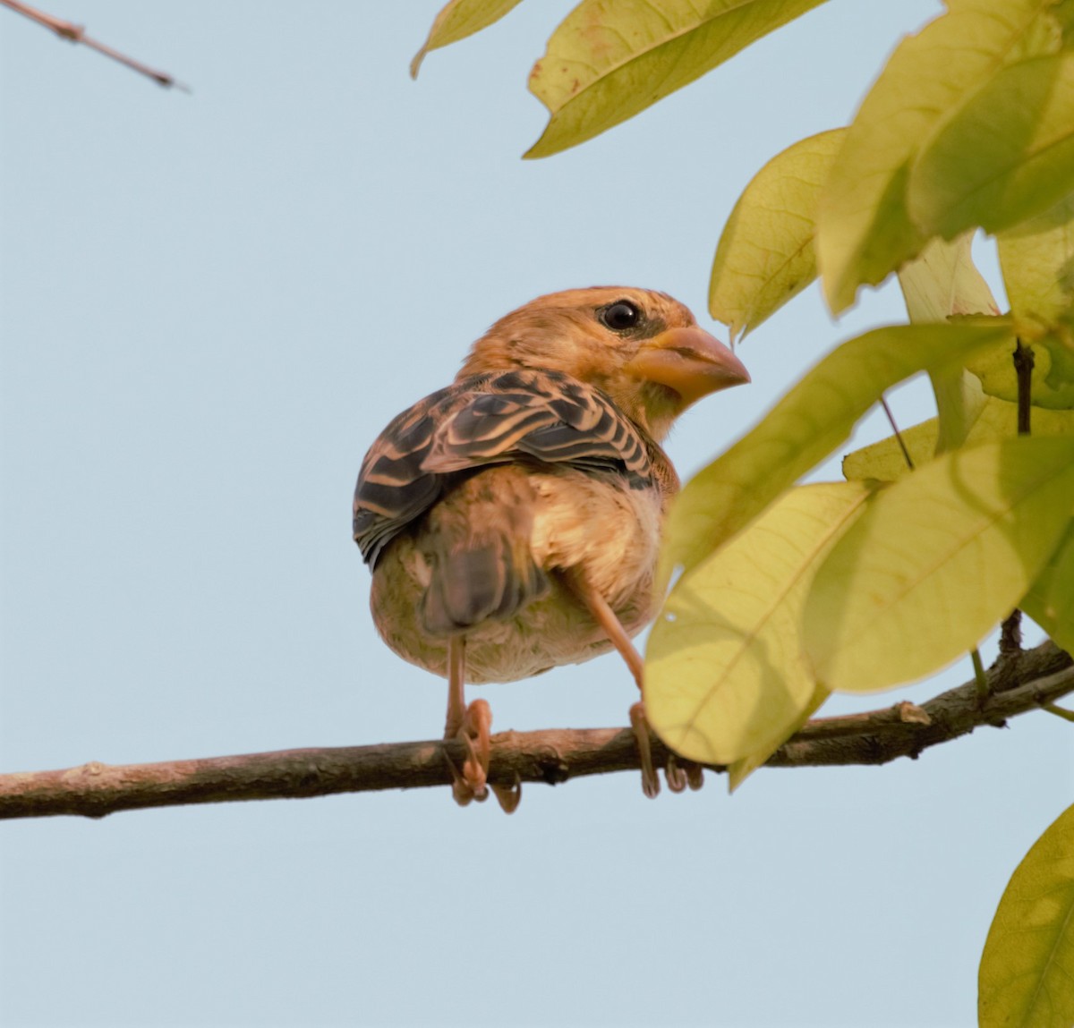 Baya Weaver - ML380027691