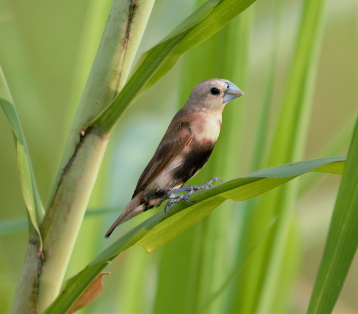 White-headed Munia - ML380027701