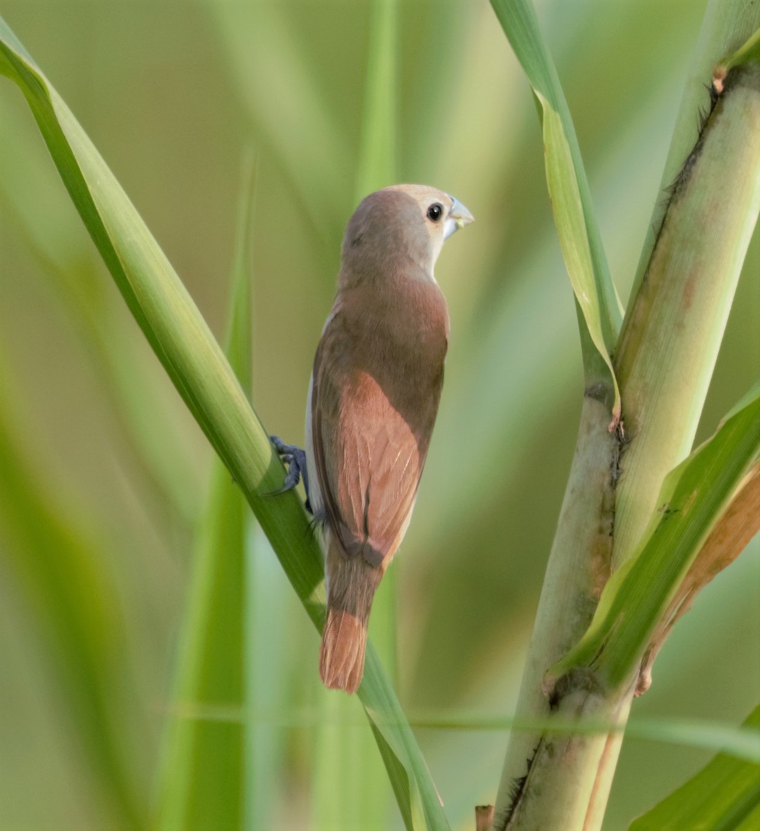 White-headed Munia - ML380027741