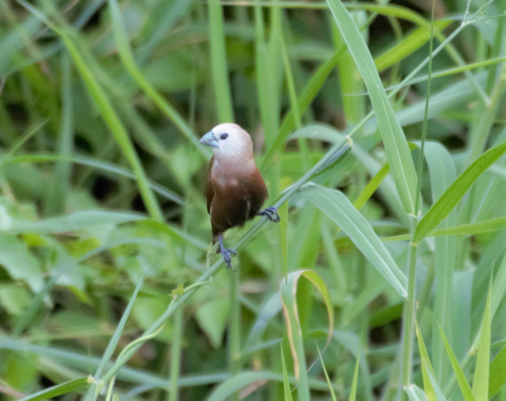 White-headed Munia - ML380027781