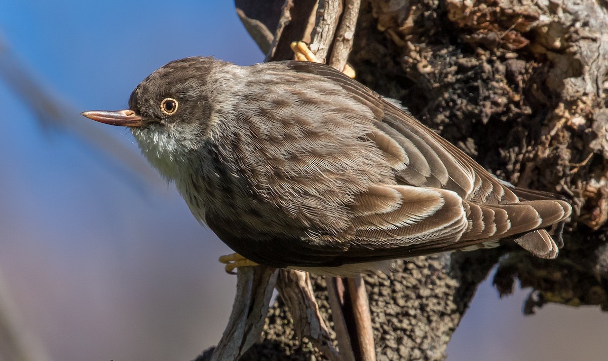 Varied Sittella - shorty w