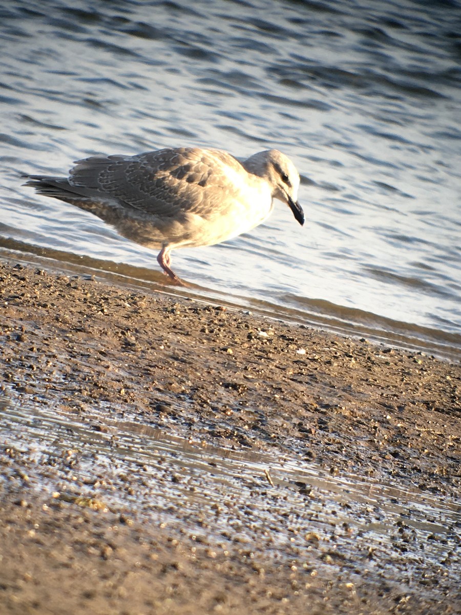 Glaucous-winged Gull - ML380029051