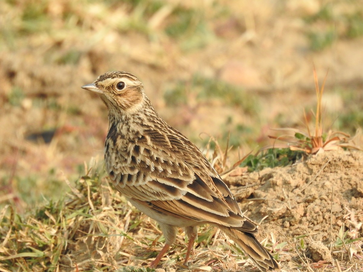 Oriental Skylark - Mohd Feroz