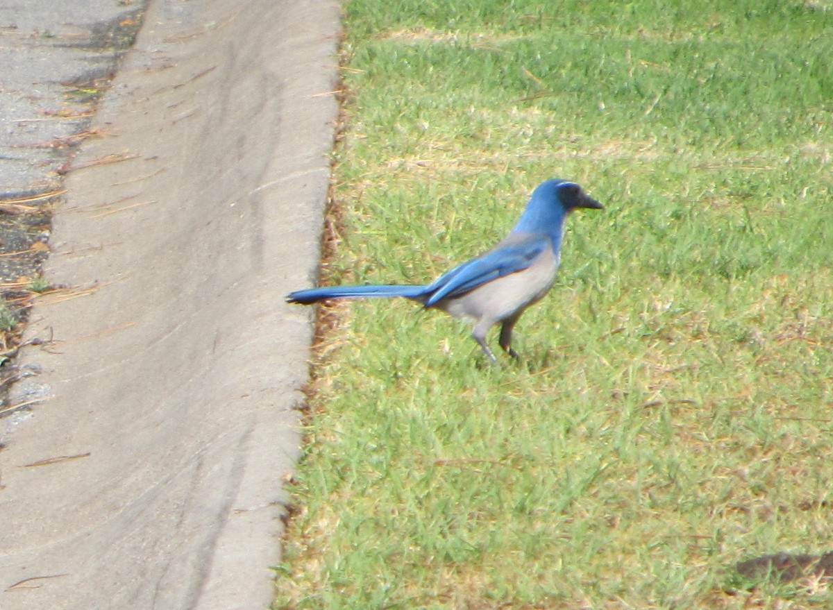 California Scrub-Jay - ML38003081