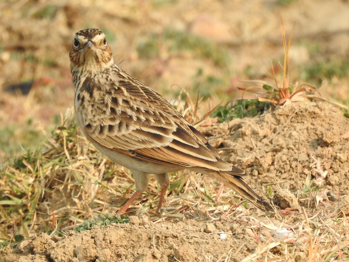 Oriental Skylark - Mohd Feroz