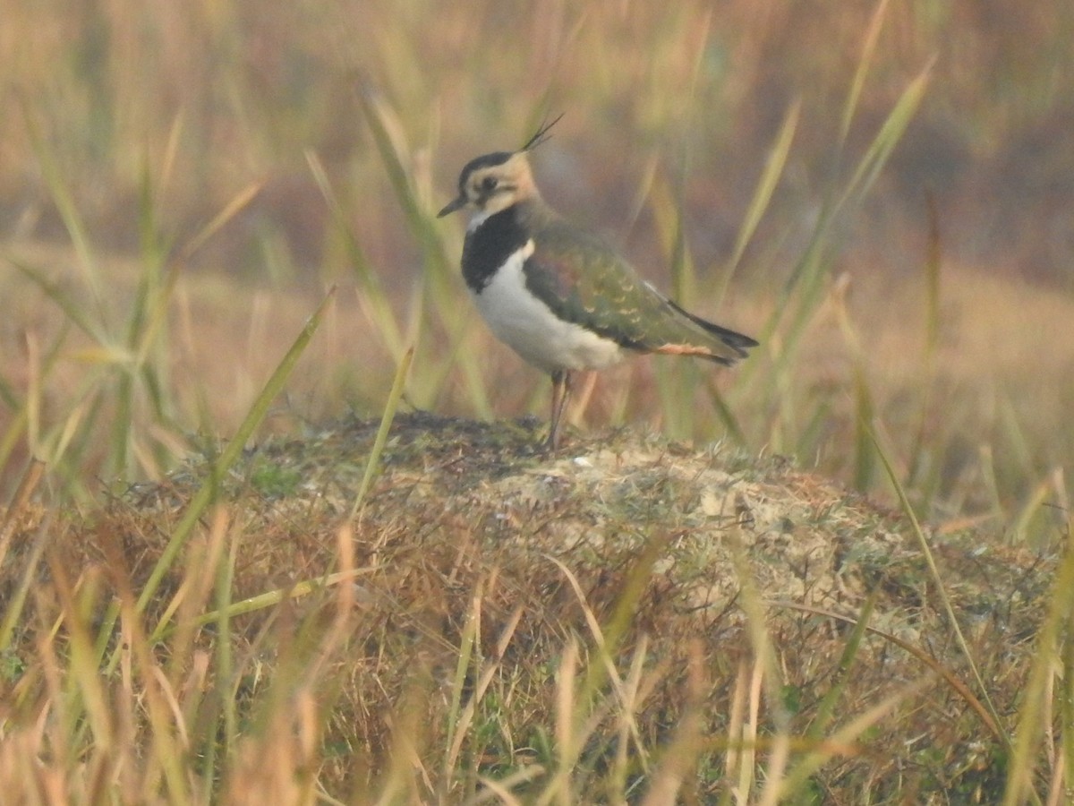 Northern Lapwing - ML380031011