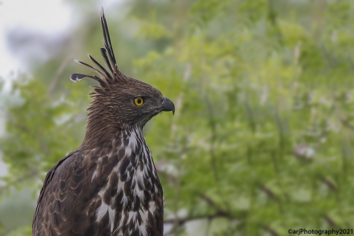 Changeable Hawk-Eagle - ML380031131